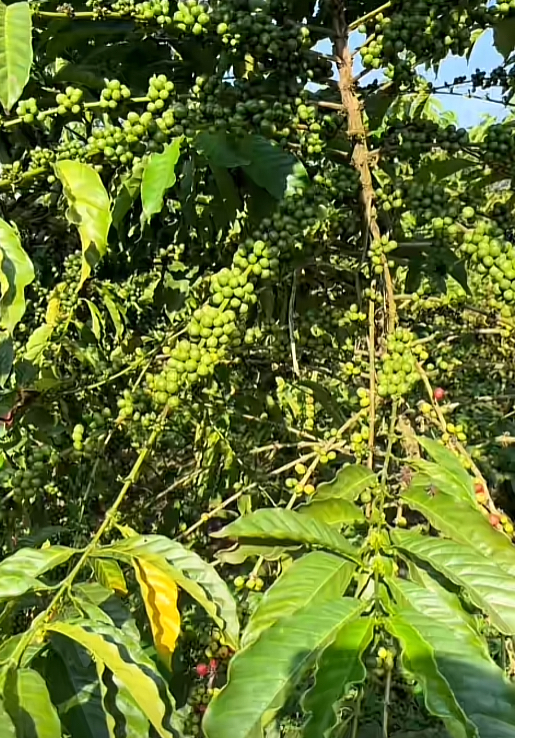 COFFEESH, UGANDA. logo